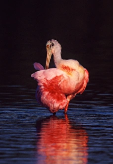 Roseate Spoonbill (Ajaia ajaja) preening at dawn Roseate Spoonbill (Ajaia ajaja) preening at dawn