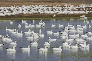 Images Dated 24th April 2011: Rosss geese, migration stop