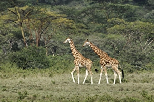 Rothchilds Giraffe, Lake Nakuru National Park, Kenya, Africa Rothchilds Giraffe, Lake Nakuru National Park, Kenya, Africa
