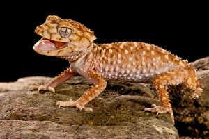 Rough Knob-tail Gecko, Nephrurus amyae, Native to Western Australia, Habitat: Desert Rough Knob-tail Gecko, Nephrurus amyae, Native to Western Australia, Habitat: Desert