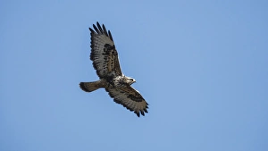 A Rough-legged Hawk (Buteo lagopus) in flight A Rough-legged Hawk (Buteo lagopus) in flight