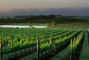 Rows of grape vines in the scenic Napa Valley wine country, in California Rows of grape vines in the scenic Napa Valley wine country, in California