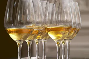two rows of wine tasting glasses with lucious golden sweet white wine from Uroulat two rows of wine tasting glasses with lucious golden sweet white wine from Uroulat