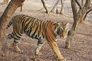 Royal Bengal Tiger coming out of woodland, Ranthambhor National Park, India Royal Bengal Tiger coming out of woodland, Ranthambhor National Park, India