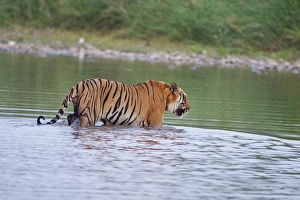 Royal Bengal Tiger, crossing the river Ramganga Royal Bengal Tiger, crossing the river Ramganga