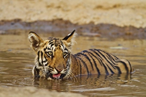 Royal Bengal Tiger cub, drinking water in the waterhole, Tadoba Andheri Tiger Reserve Royal Bengal Tiger cub, drinking water in the waterhole, Tadoba Andheri Tiger Reserve