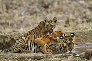 Royal Bengal Tiger cubs at the waterhole, Tadoba Andheri Tiger Reserve, India Royal Bengal Tiger cubs at the waterhole, Tadoba Andheri Tiger Reserve, India