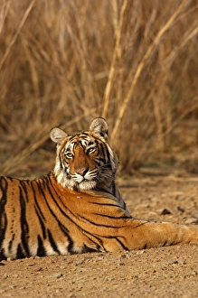 Royal Bengal Tiger, Ranthambhor National Park, India Royal Bengal Tiger, Ranthambhor National Park, India
