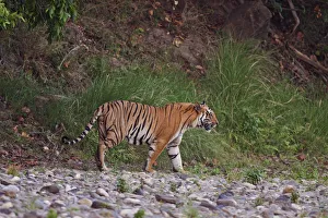 Royal Bengal Tiger on the riverbed of Ramganga river Royal Bengal Tiger on the riverbed of Ramganga river