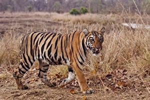 Royal Bengal Tiger, in the summer grassland, Tadoba Andheri Tiger Reserve, India Royal Bengal Tiger, in the summer grassland, Tadoba Andheri Tiger Reserve, India