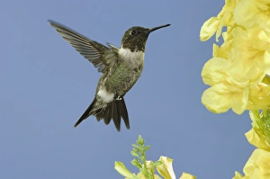Ruby-throated Hummingbird, Archilochus colubris, male in flight feeding on Yellow Trumpet Ruby-throated Hummingbird, Archilochus colubris, male in flight feeding on Yellow Trumpet