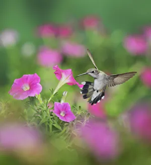 Ruby-throated Hummingbird (Archilochus colubris), female in flight feeding on Petunia Ruby-throated Hummingbird (Archilochus colubris), female in flight feeding on Petunia
