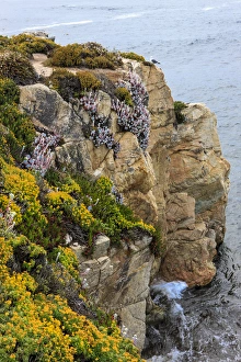 Rugged cliff and flowers as cliff hangers. Garrapata State Park, Big Sur, California, US Rugged cliff and flowers as cliff hangers. Garrapata State Park, Big Sur, California, US