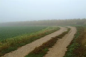 Rural lane through foggy farm field in early morning Rural lane through foggy farm field in early morning