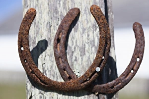 Two rusty horseshoes. Point Reyes National Seashore, California Two rusty horseshoes. Point Reyes National Seashore, California