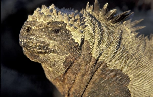 SA, Ecuador, Galapagos Islands Marine iguana (Amblyrhynchus crestatus) SA, Ecuador, Galapagos Islands Marine iguana (Amblyrhynchus crestatus)