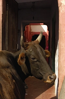 Sacred cow near a Havelis of Bikaner, Rajasthan, INDIA Sacred cow near a Havelis of Bikaner, Rajasthan, INDIA