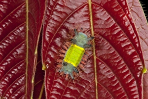 Saddleback Moth Caterpillar (Limacodidae), Yasuni National Park, Amazon Rainforest, ECUADOR Saddleback Moth Caterpillar (Limacodidae), Yasuni National Park, Amazon Rainforest, ECUADOR