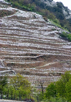 Saint Joseph. Vineyards under snow in seasonably exceptional weather in April 2005 Saint Joseph. Vineyards under snow in seasonably exceptional weather in April 2005
