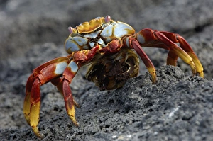 Sally lightfoot crab (Grapsus grapsus) with egg sack, Fernandina Island Island Sally lightfoot crab (Grapsus grapsus) with egg sack, Fernandina Island Island