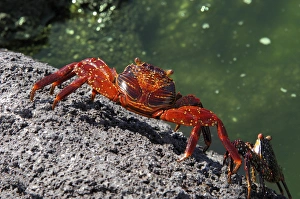 Sally Lightfoot Crabs, Grapsus grapsus, Galapagos Islands, Ecuador, South America Sally Lightfoot Crabs, Grapsus grapsus, Galapagos Islands, Ecuador, South America