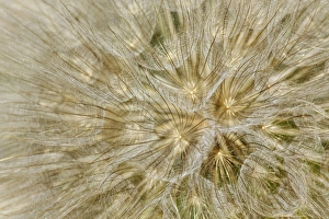 Salsify or Oyster plant seed pod, Louisville, Kentucky, Tragopogon porrifoliu Salsify or Oyster plant seed pod, Louisville, Kentucky, Tragopogon porrifoliu