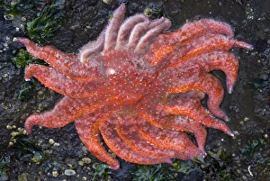 Salt Creek Recreation Area, Clallam County Park, Tongue Point Marine Sanctuary. Sunflower Star Salt Creek Recreation Area, Clallam County Park, Tongue Point Marine Sanctuary. Sunflower Star