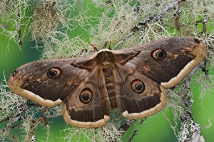Sammamish, Washington The Great Peacock Moth the largest moth of Europe Sammamish, Washington The Great Peacock Moth the largest moth of Europe