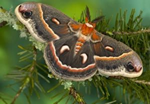 Sammamish, Washington North American Silk moth Cecropia, or the Red Robin Moth Sammamish, Washington North American Silk moth Cecropia, or the Red Robin Moth