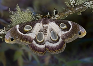 Sammamish, Washington photo take of African Silk Moth Epiphora bauhiniae with clear Sammamish, Washington photo take of African Silk Moth Epiphora bauhiniae with clear