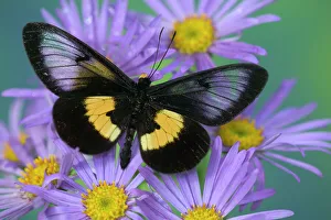 Sammamish Washington Photograph of Butterfly on Flowers Sammamish Washington Photograph of Butterfly on Flowers