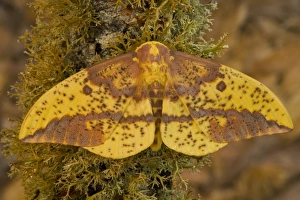 Sammamish, Washington photograph taken of this North American Silk Moth Eacles oslari Sammamish, Washington photograph taken of this North American Silk Moth Eacles oslari