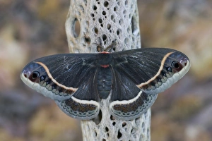 Sammamish, Washington Silk Moth for Arizona area Eupackardia calleta Sammamish, Washington Silk Moth for Arizona area Eupackardia calleta