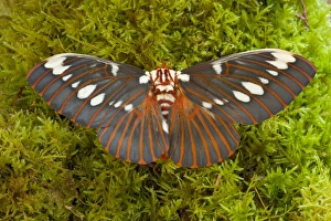 Sammamish, Washington silk moth Citheronia regalis Sammamish, Washington silk moth Citheronia regalis