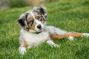 Sammamish, Washington State, USA. Three month old Blue Merle Australian Shepherd Sammamish, Washington State, USA. Three month old Blue Merle Australian Shepherd