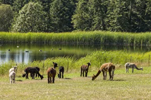 San Juan Islands, Washington State, USA. Herd of alpacas by a farm pond San Juan Islands, Washington State, USA. Herd of alpacas by a farm pond