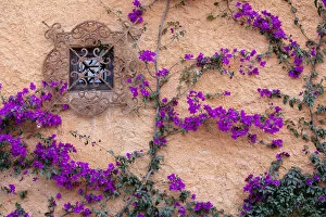 Alice Garland Collection: San Miguel de Allende, Mexico, Ornamental window with bougainvillia