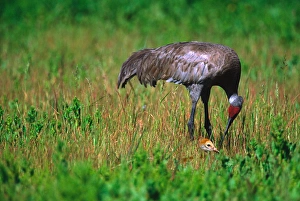 Sandhill Crane (Grus canadensis) with chick. USA, Florida, Myakka River State Park Sandhill Crane (Grus canadensis) with chick. USA, Florida, Myakka River State Park