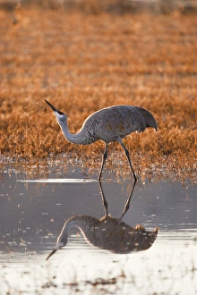 Sandhill Crane (Grus canadensis) drinking , New Mexico Sandhill Crane (Grus canadensis) drinking , New Mexico