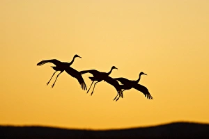Sandhill Crane (Grus canadensis) landing at sunset , New Mexico Sandhill Crane (Grus canadensis) landing at sunset , New Mexico