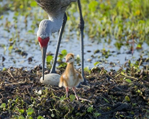 Florida Wetlands Prints: Sandhill crane inspecting second egg, Grus canadensis, Florida, wild