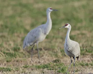 Sandhill cranes in field, Grus canadensis, Bosque del Apache National Wildlife Refuge Sandhill cranes in field, Grus canadensis, Bosque del Apache National Wildlife Refuge