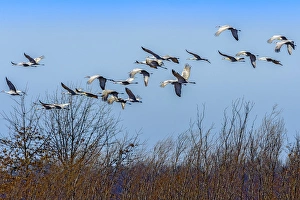 Sandhill Cranes flying during the spring migration at Goose Pond Fish and Wildlife Area Sandhill Cranes flying during the spring migration at Goose Pond Fish and Wildlife Area