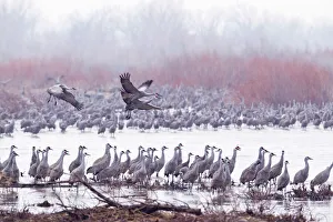 Sandhill cranes on the Platte River during spring migration near Kearney, Nebraska, USA Sandhill cranes on the Platte River during spring migration near Kearney, Nebraska, USA