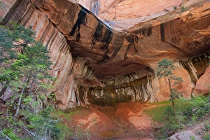Sandstone Overhang oozing with water and moss, Zion National Park, near Springdale, Utah Sandstone Overhang oozing with water and moss, Zion National Park, near Springdale, Utah