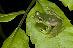 Santa Cecilia Glass Frog (Cochranella midas), Yasuni National Park, Amazon Rainforest, ECUADOR Santa Cecilia Glass Frog (Cochranella midas), Yasuni National Park, Amazon Rainforest, ECUADOR