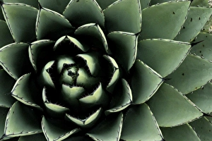 Santa Fe, New Mexico, USA. Agave cactus plant Santa Fe, New Mexico, USA. Agave cactus plant