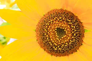 Santa Fe, New Mexico, USA. Close up of a yellow sunflower Santa Fe, New Mexico, USA. Close up of a yellow sunflower