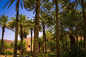 Saudi Arabia, Al-Ula date palm trees in the oasis and old houses Saudi Arabia, Al-Ula date palm trees in the oasis and old houses