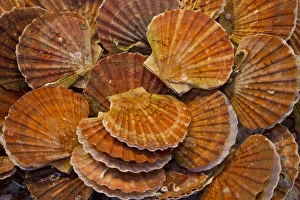 Scallops Fish and Vegtable Market Venice, Italy Scallops Fish and Vegtable Market Venice, Italy